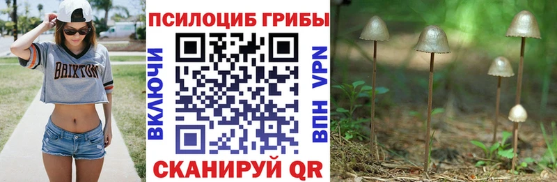 где найти   Валуйки  Псилоцибиновые грибы Psilocybine cubensis 